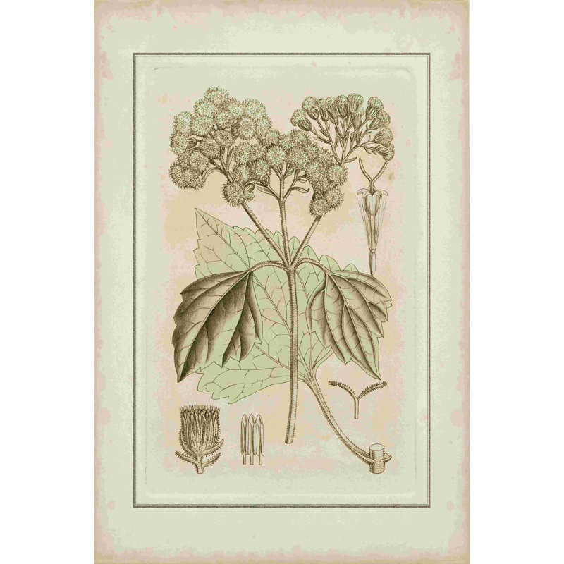 Botanical IV teinté, H 18 po x l 12 po