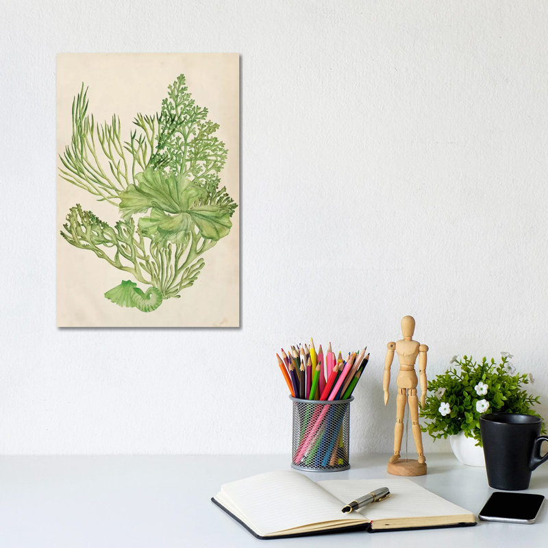 Vintage Coral Collection II by Melissa Wang - Wrapped Canvas Painting, 30.48cm H x 20.32cm W x 1.91cm D