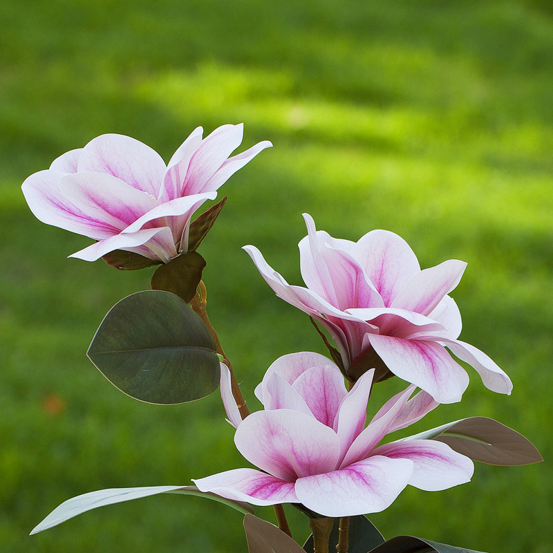 Magnolia Arrangement in Vase, Pink