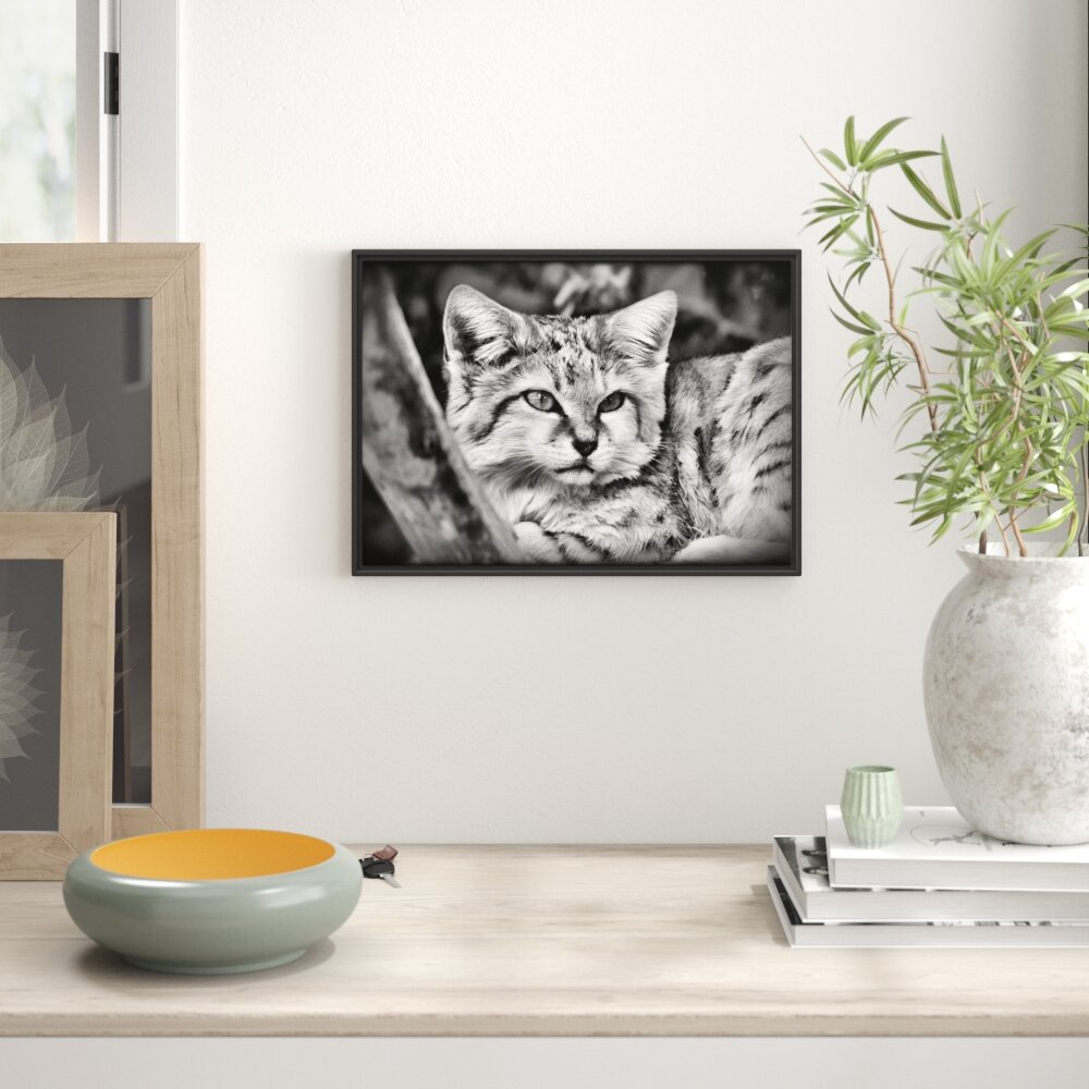 Gerahmtes Wandbild kleine Sandkatze