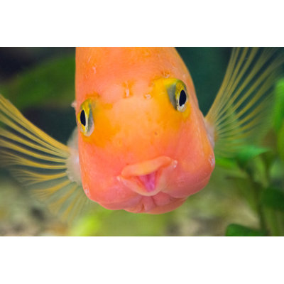 Parrot Fish by Dmitry_7