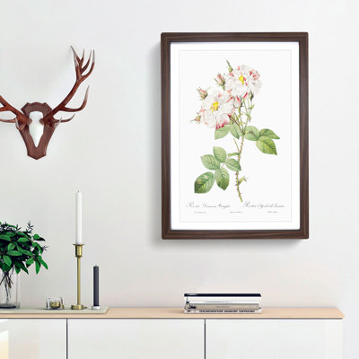 Damask Rose in White & Pink by Pierre-Joseph Redoute - Picture Frame Painting Print