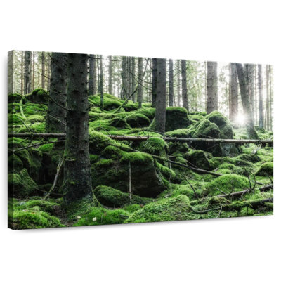 Mousse Harnek dans la forêt