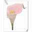 20 pièces de fleurs de lys Calla-945559909