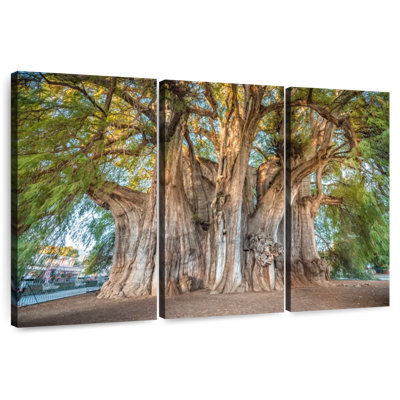 Harnek Arbol El Tule Tree