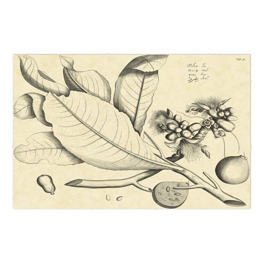 Leinwandbild Vintage Leaf Study II von H. Von Drakenstein