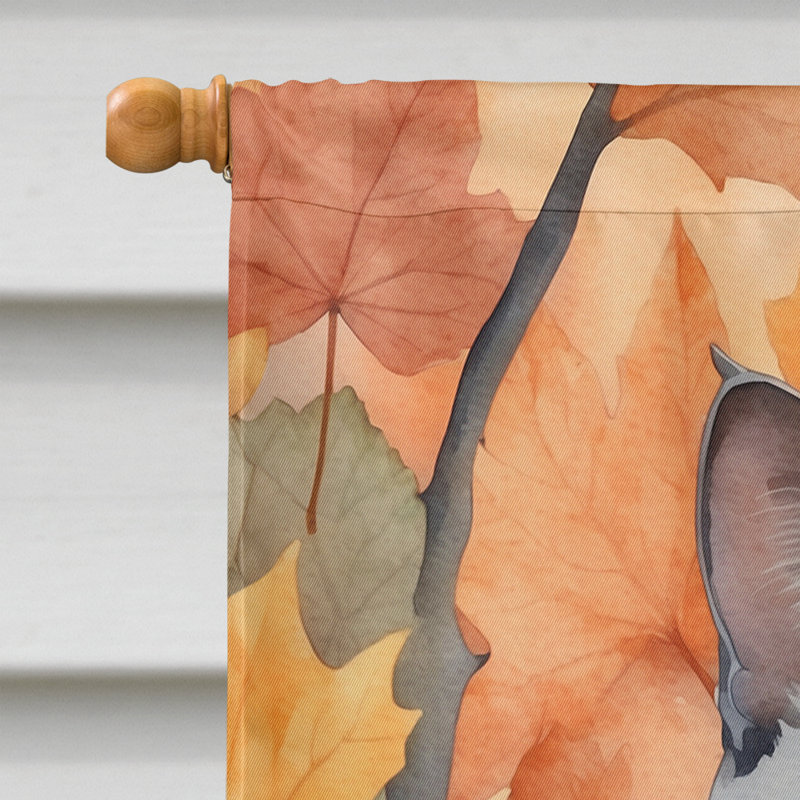 Chat en feuilles d'automne, Korat