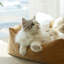 Lit pour chat en peluche avec coussins amovibles Fairela