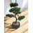 Geko 37cm Bonsai Tree