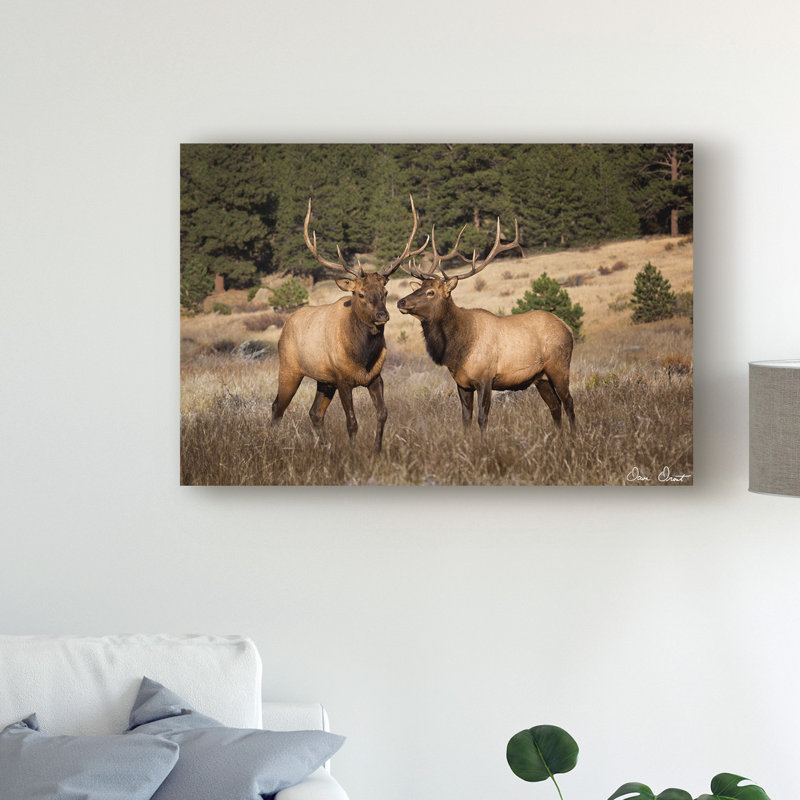 «Elk Study IV» par David Drost - reproduction de photo sur toile, H 12 po x l 19 po x P 2 po