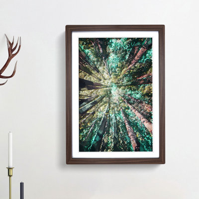 Redwood Trees in California in Abstract - Picture Frame Graphic Art Print