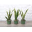 Live Variegated Snake Plant Set