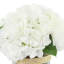 Hydrangea in Glass vase with Moss-1140217521