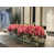 Fuchsia Pink selected