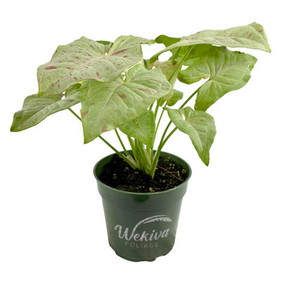 Syngonium Milk Confetti - Live Plant in a 4 Inch Pot - Syngonium Podophyllum 'Milk Confetti' - Stunning Houseplant with Unique Foliage - The Perfect Air Purifying Houseplant Companion