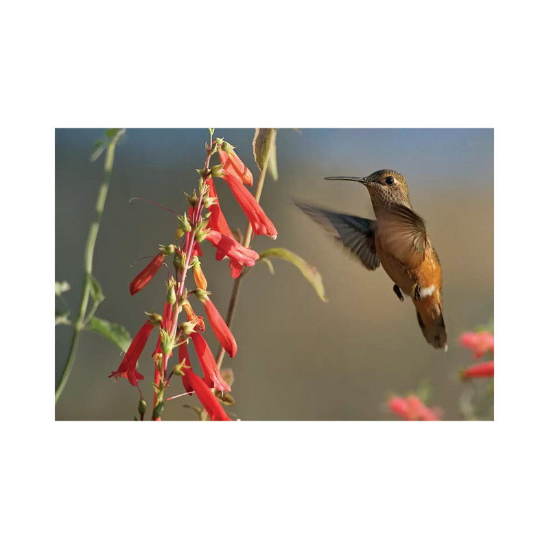 Broad-Tailed Hummingbird Feeding On Flower Nectar by Tim Fitzharris - Wrapped Canvas Print