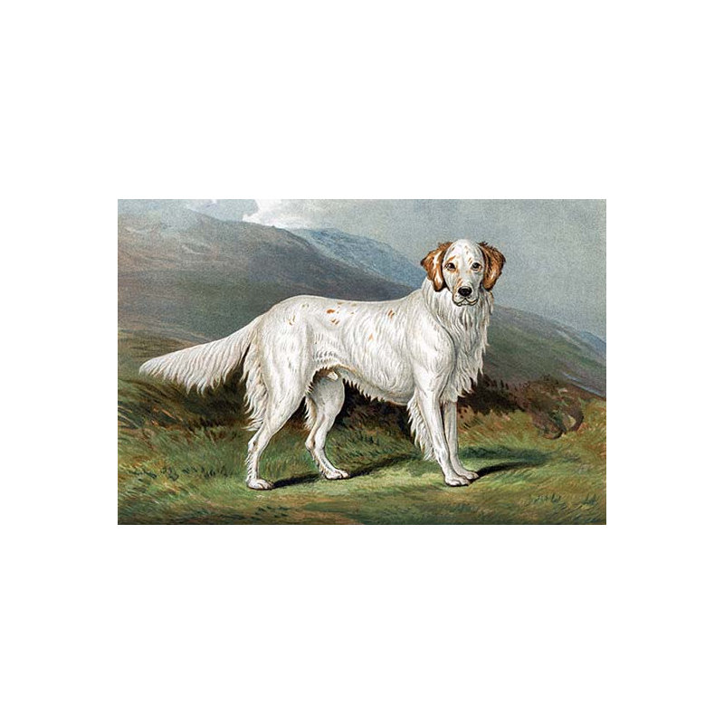 « setter » par vero shaw, reproduction d’art