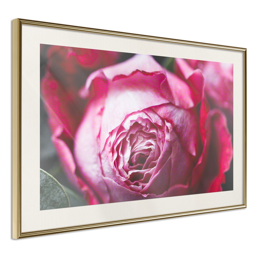 Gerahmtes Poster Blooming Rose