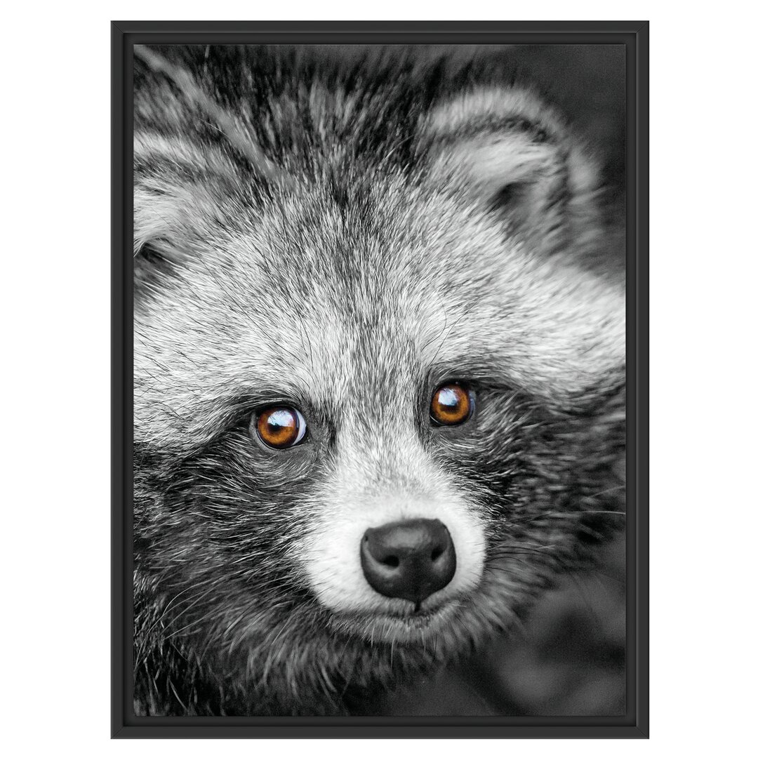 Gerahmter Grafikdruck Shy Raccoon