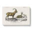 Wild Goat Illustration by Charles d' Orbigny - Wrapped Canvas-55305072