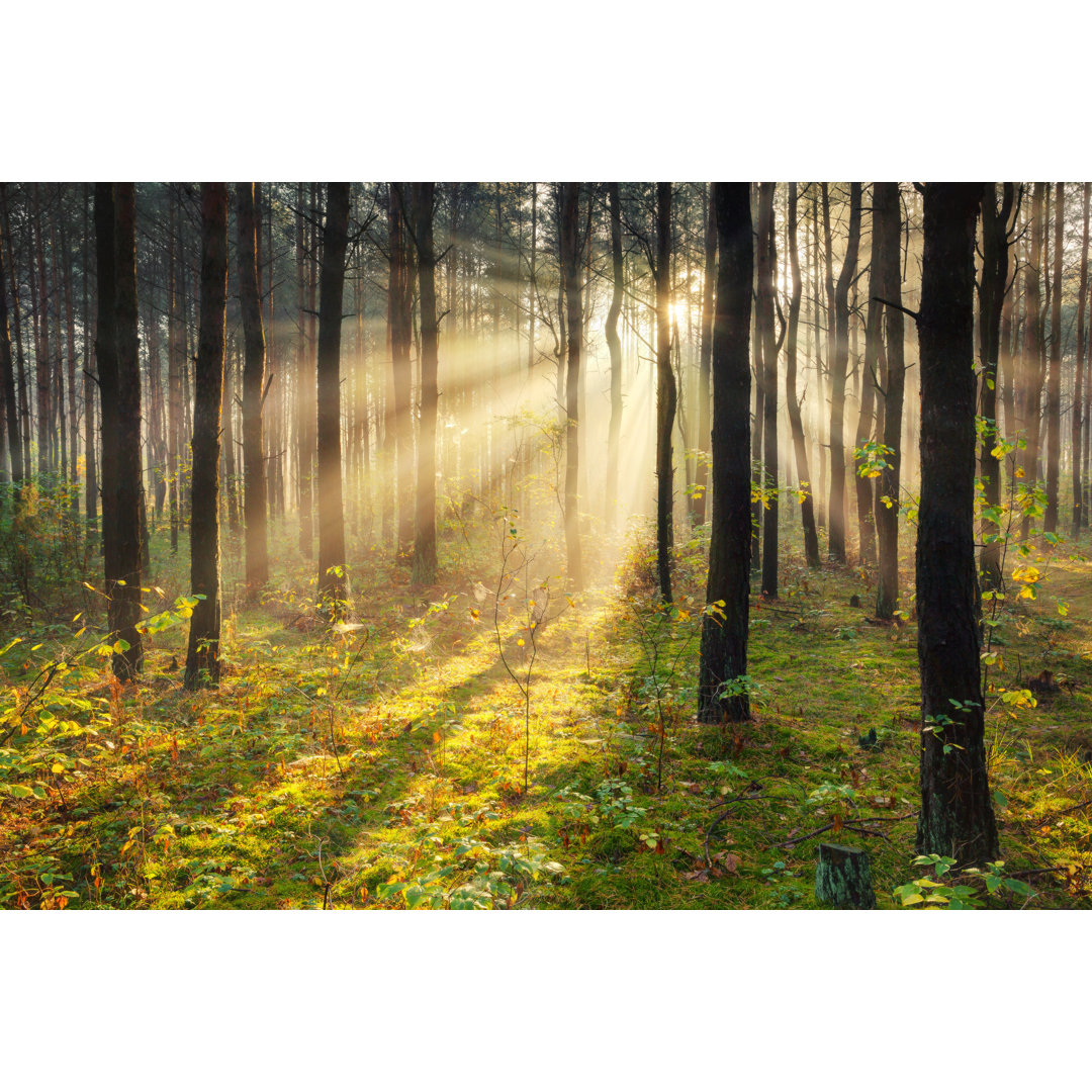 Sonnenstrahlen durchdringen den Wald von Konradlew - Leinwanddrucke