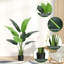 Plant-1598778491-1598778485