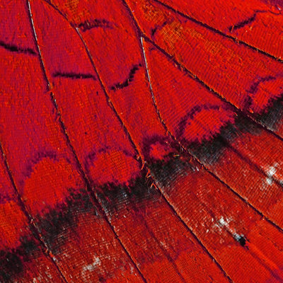Photo d'une aile de papillon Adavia sur toile par Panuriangjan