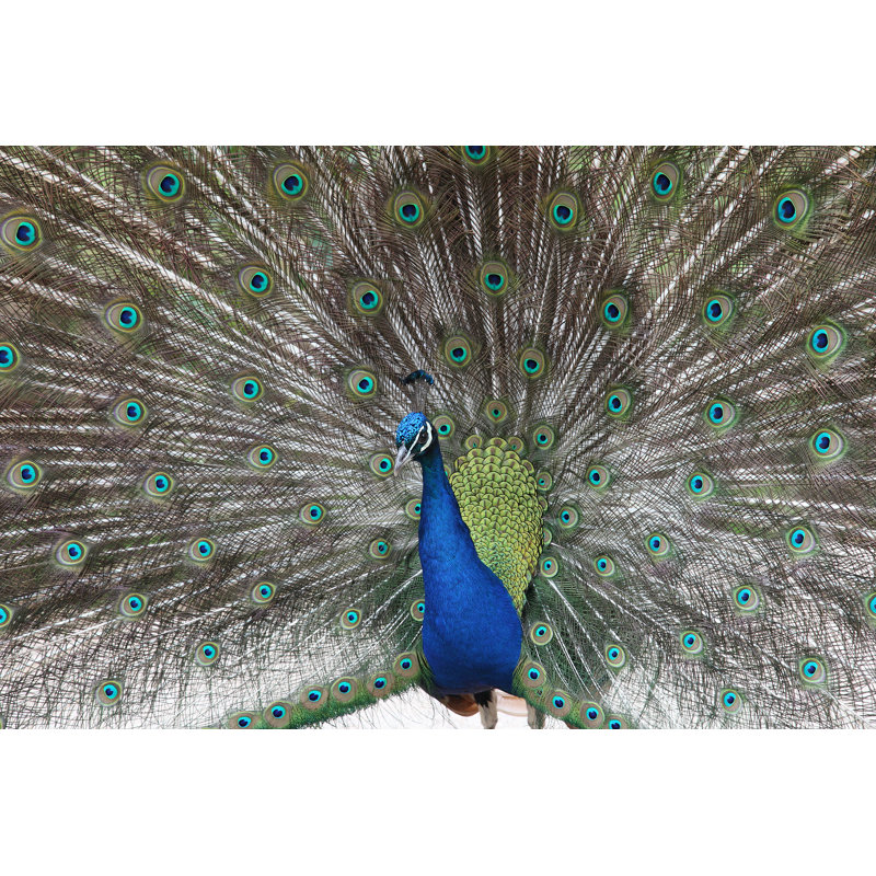 Peacock - Wrapped Canvas Print, 81cm H x 122cm W x 3.8cm D