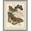Naturalist Library Papillion 3 Print