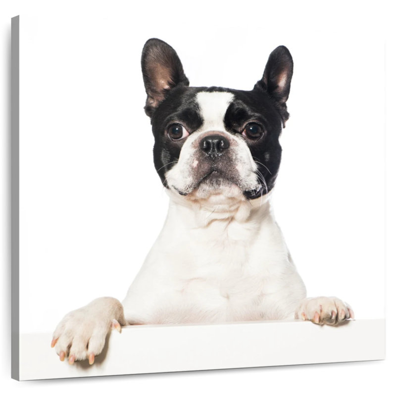 Crowle Boston Terrier, H 20 po x l 20 po