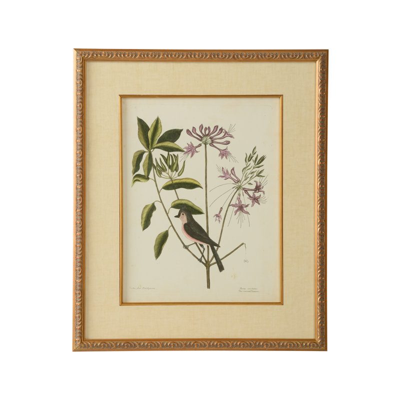 Catesby Bird And Botanical I Print