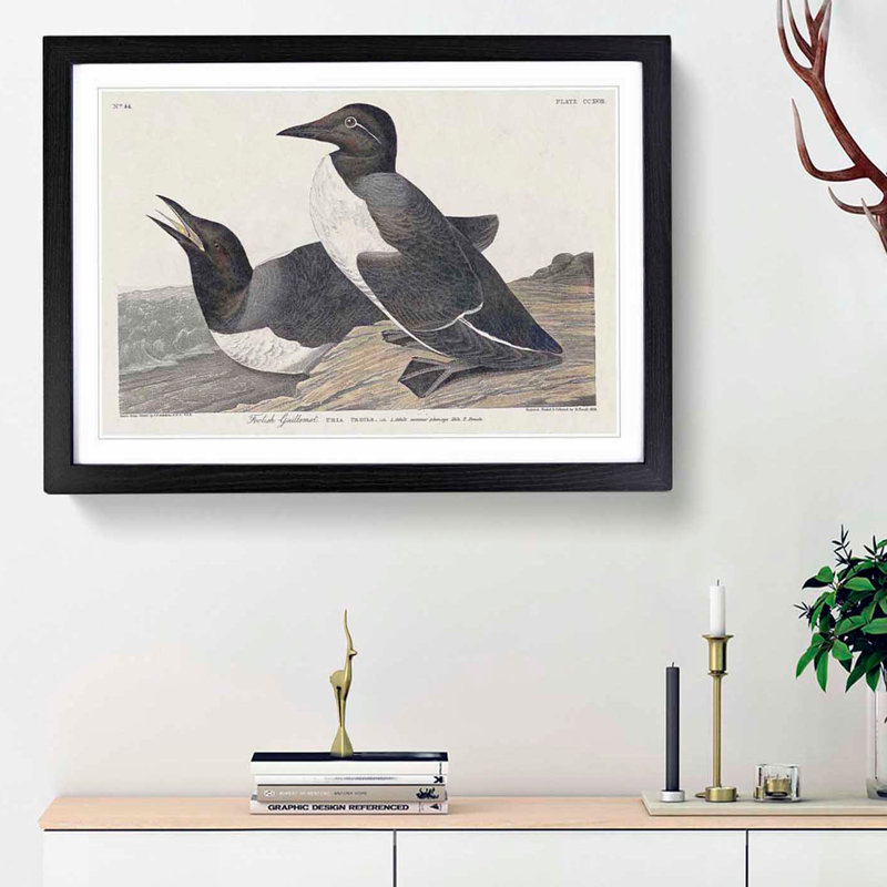 Foolish Guillemots by John Audubon - Framed Print, 27cm H x 36cm W x 2cm D, Black Framed