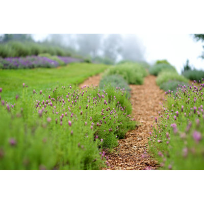 " Blooming Lavender Plants "