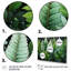 " Ferns Plant Whispering Fronds II "-77831404-77831419