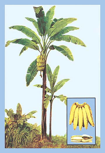 « banana », impression