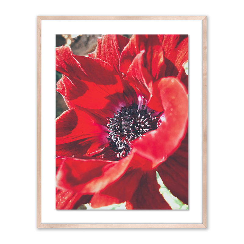 Red Poppy Print by Vitaliy Paykov, Natural, 40" H x 32" W x 2.5" D