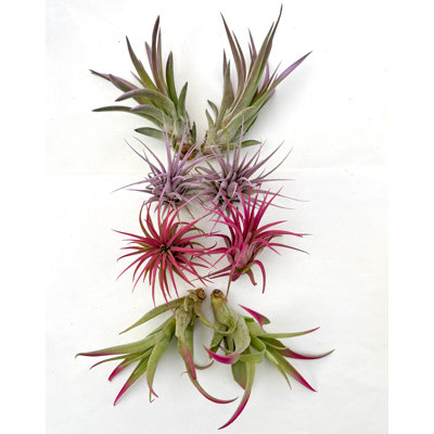 Air Plant Bundle Pink/Lavender 8PK 2"-4" — Primary color: Pink