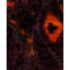 Overdyed Hand-Knotted Wool Modern-Contemporary Purple Area Rug 6' 2" x 8' 10"