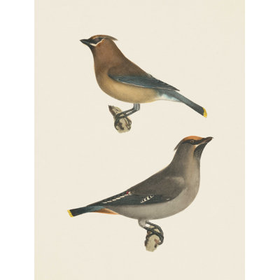 " Cedar Waxwings Bright "