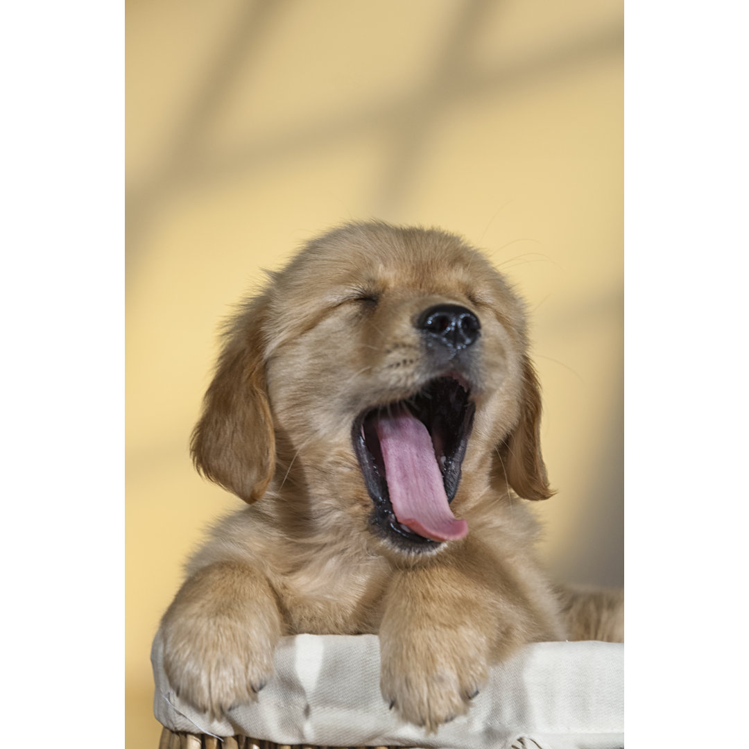 Gähnender Golden Retriever Welpe von Cmannphoto - Druck auf Leinwand ohne Rahmen