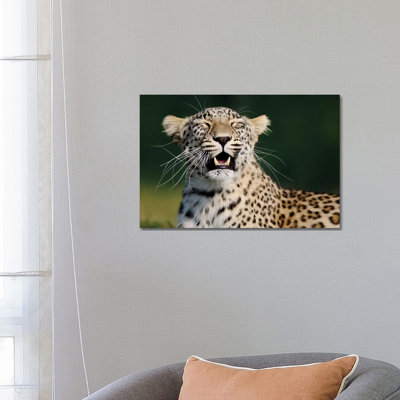 Smiling Leopard by Goran Anastasovski - Wrapped Canvas Print