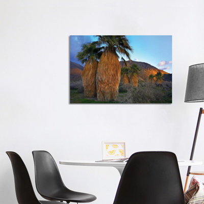 Real Fan Palm, Anza-Borrego Desert, California by Tim Fitzharris - Wrapped Canvas Print