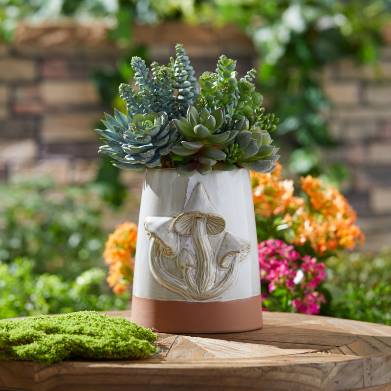 Ensemble de plantes grasses