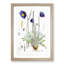 Himalayan Blue Poppy by W. H. Fitch - Picture Frame Painting Print-55580304-55580300
