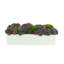 Multi Colored Sedum In White Planter-1228368899-1228368898