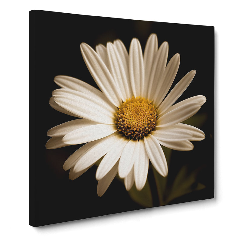 Daisy Photograph No.2 - No Frame Print