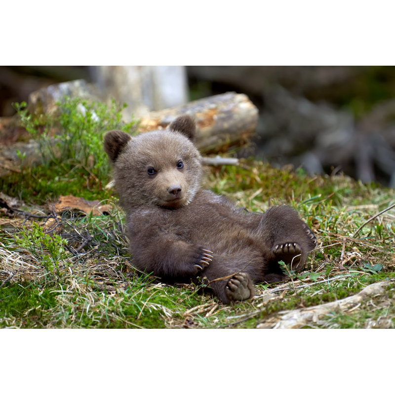 Wild Brown Bear Cub Closeup - Wrapped Canvas Print, 51cm H x 76cm W