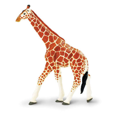 Girafe réticulée