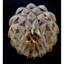 Lustre rond clair en laiton massif à fleurs Protea-89795570-89795599-130690184