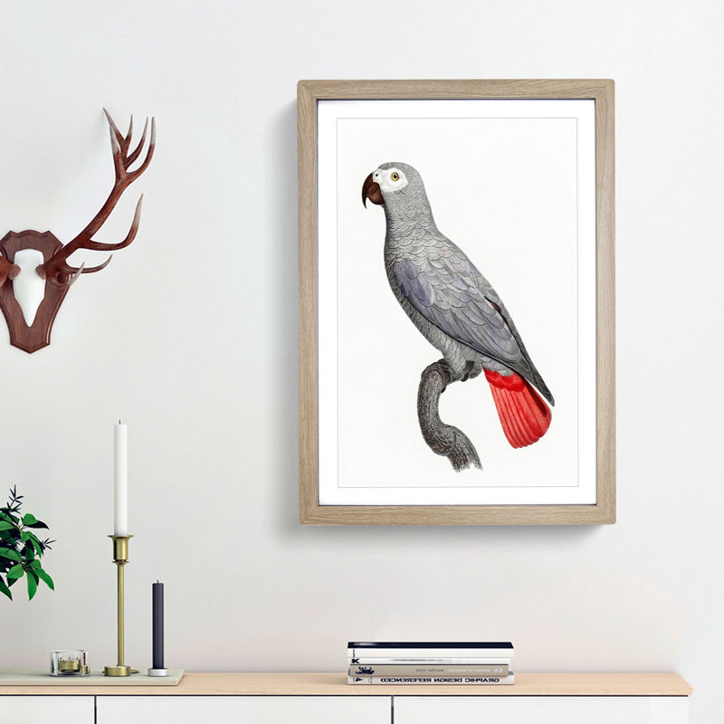 A Grey Parrot by F. Levaillant - Framed Print, 45cm H x 33cm W x 2cm D, Oak Framed